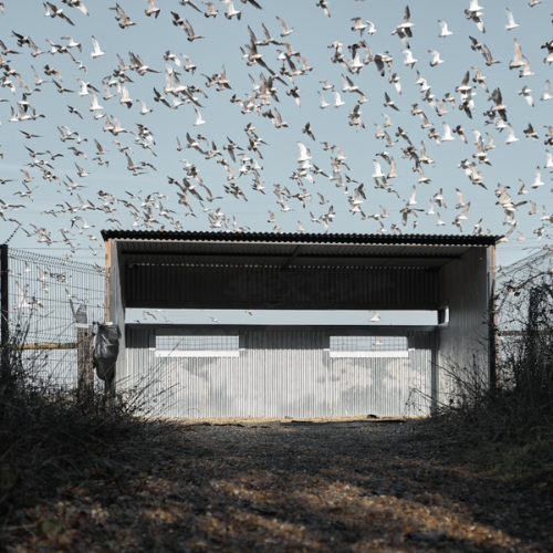 Structure in field with backdrop of birds filling the sky - Alan Conteh photography