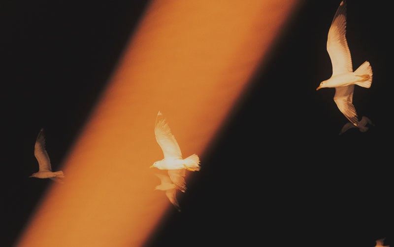 Seagulls fly across a dark sky © Giovanni Bienvenuto