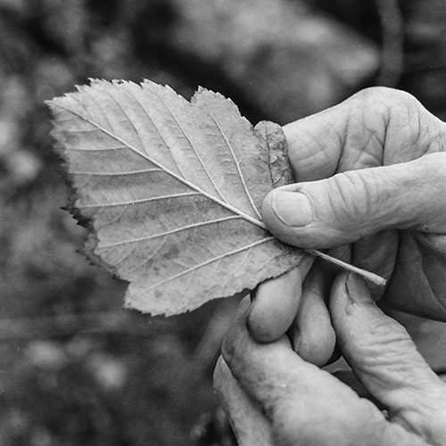 Black and white photo of hand holding leaf - Hannah Jones photography